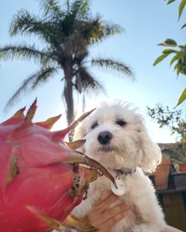 21 Canine Gardeners Who Outshine Your Green Thumb