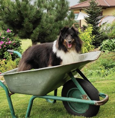 21 Canine Gardeners Who Outshine Your Green Thumb
