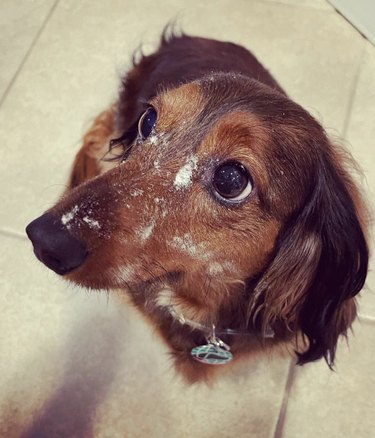 18 Canine Stars That Deserve Their Own Baking Show