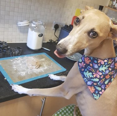 18 Canine Stars That Deserve Their Own Baking Show