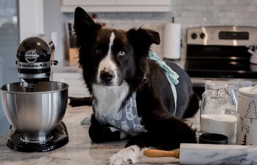 18 Canine Stars That Deserve Their Own Baking Show