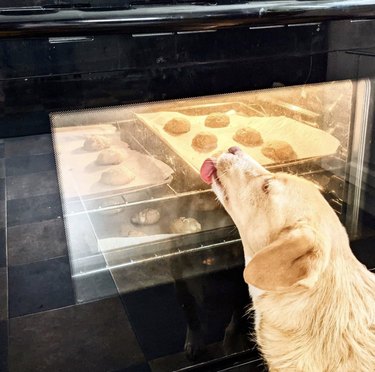 18 Canine Stars That Deserve Their Own Baking Show