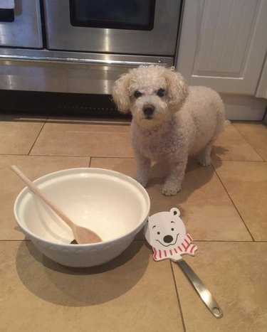 18 Canine Stars That Deserve Their Own Baking Show