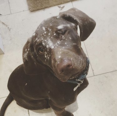18 Canine Stars That Deserve Their Own Baking Show