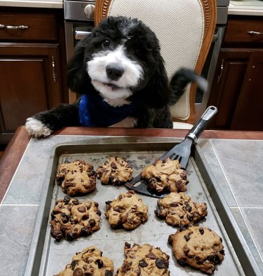 18 Canine Stars That Deserve Their Own Baking Show