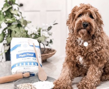 18 Canine Stars That Deserve Their Own Baking Show