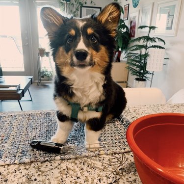 18 Canine Stars That Deserve Their Own Baking Show