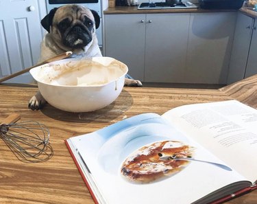 18 Canine Stars That Deserve Their Own Baking Show