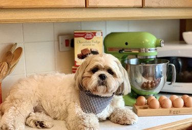 18 Canine Stars That Deserve Their Own Baking Show