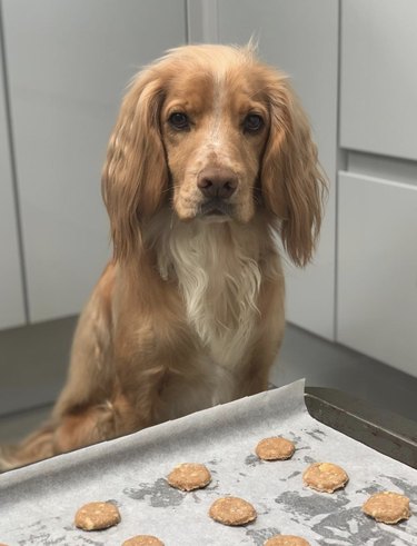 18 Canine Stars That Deserve Their Own Baking Show