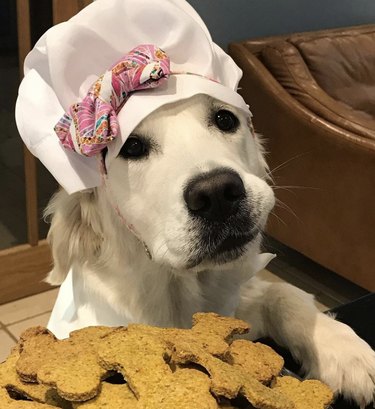 18 Canine Stars That Deserve Their Own Baking Show