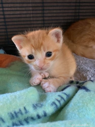 18 Photos That Prove Orange Cats Are the Funniest Felines