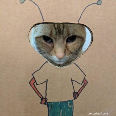 18 Photos That Prove Orange Cats Are the Funniest Felines