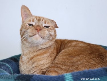 18 Photos That Prove Orange Cats Are the Funniest Felines