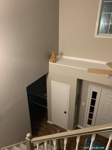 18 Photos That Prove Orange Cats Are the Funniest Felines