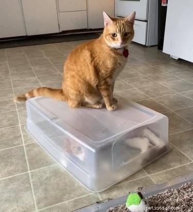 18 Photos That Prove Orange Cats Are the Funniest Felines