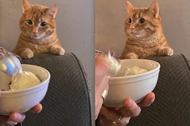 18 Photos That Prove Orange Cats Are the Funniest Felines