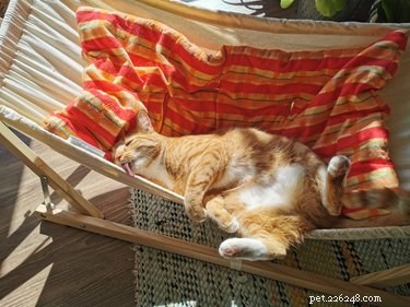 18 Photos That Prove Orange Cats Are the Funniest Felines
