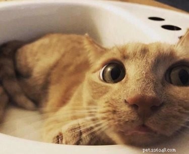 18 Photos That Prove Orange Cats Are the Funniest Felines