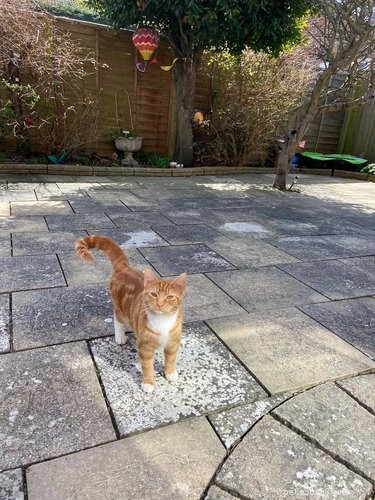 18 Photos That Prove Orange Cats Are the Funniest Felines