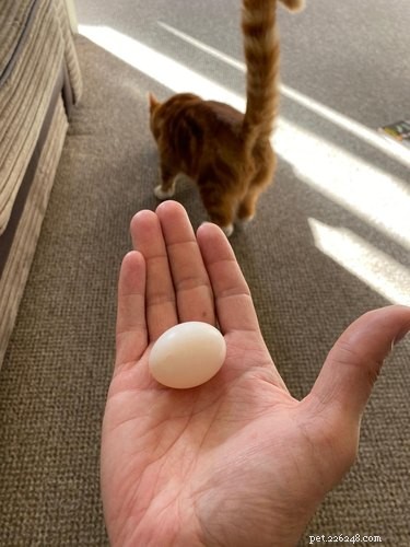 18 Photos That Prove Orange Cats Are the Funniest Felines