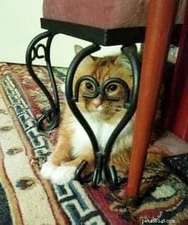 18 Photos That Prove Orange Cats Are the Funniest Felines
