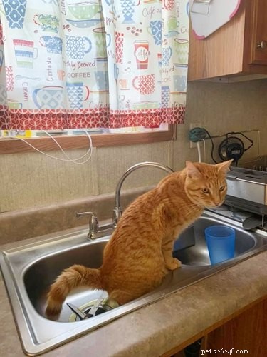 18 Photos That Prove Orange Cats Are the Funniest Felines