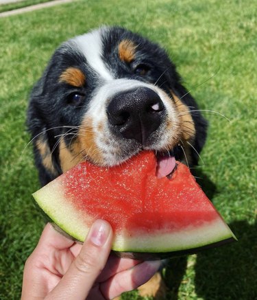15 Adorable Dogs Love Watermelon – Watch Their Sweet Reactions