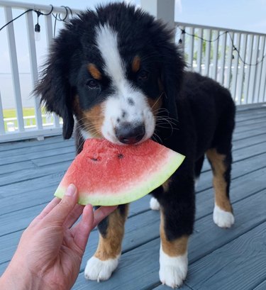 15 Adorable Dogs Love Watermelon – Watch Their Sweet Reactions