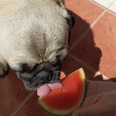 15 Adorable Dogs Love Watermelon – Watch Their Sweet Reactions