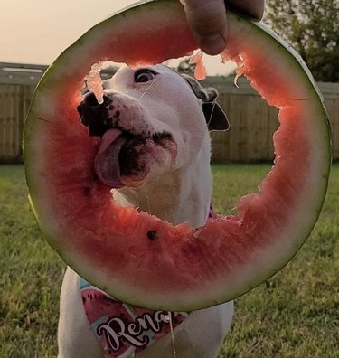 15 Adorable Dogs Love Watermelon – Watch Their Sweet Reactions