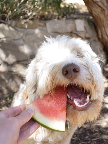 15 Adorable Dogs Love Watermelon – Watch Their Sweet Reactions