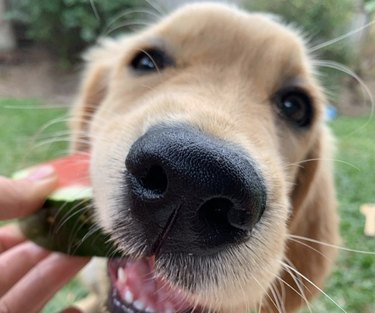 15 Adorable Dogs Love Watermelon – Watch Their Sweet Reactions