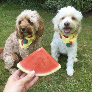 15 Adorable Dogs Love Watermelon – Watch Their Sweet Reactions
