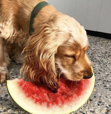15 Adorable Dogs Love Watermelon – Watch Their Sweet Reactions