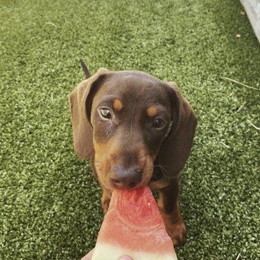 15 Adorable Dogs Love Watermelon – Watch Their Sweet Reactions