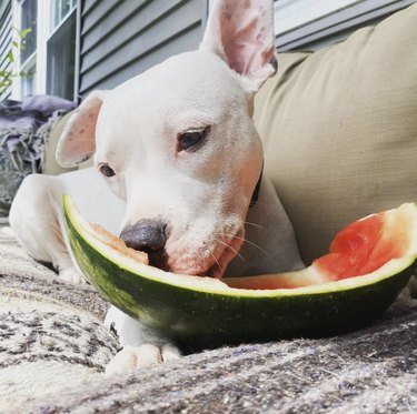 15 Adorable Dogs Love Watermelon – Watch Their Sweet Reactions