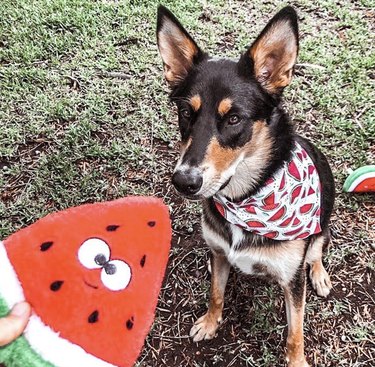 15 Adorable Dogs Love Watermelon – Watch Their Sweet Reactions