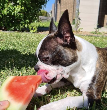 15 Adorable Dogs Love Watermelon – Watch Their Sweet Reactions