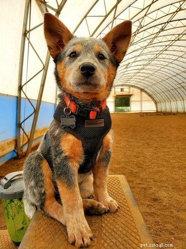 Top Dog Photos from the #ModelChallenge: A Showcase of Canine Style