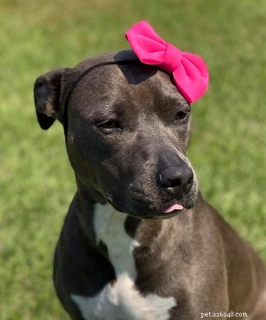Top Dog Photos from the #ModelChallenge: A Showcase of Canine Style