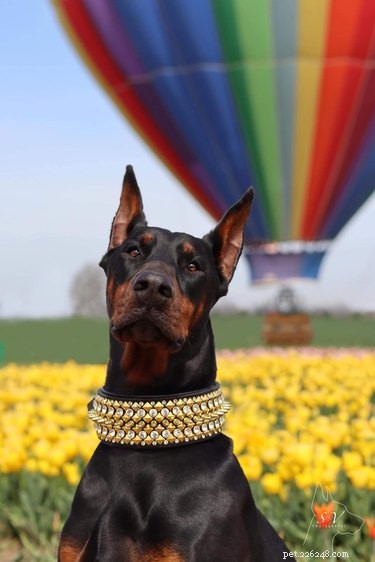 Top Dog Photos from the #ModelChallenge: A Showcase of Canine Style