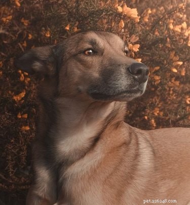 Top Dog Photos from the #ModelChallenge: A Showcase of Canine Style