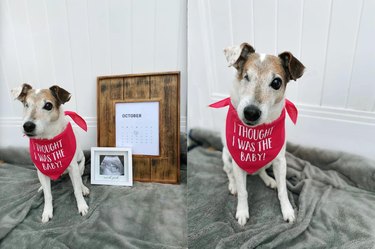 Top Dog Photos from the #ModelChallenge: A Showcase of Canine Style