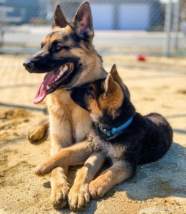 Top Dog Photos from the #ModelChallenge: A Showcase of Canine Style