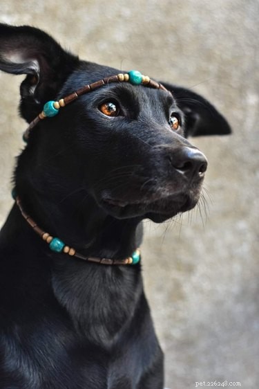 Top Dog Photos from the #ModelChallenge: A Showcase of Canine Style
