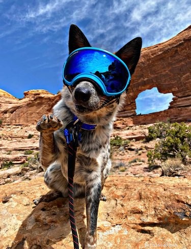 Top Dog Photos from the #ModelChallenge: A Showcase of Canine Style