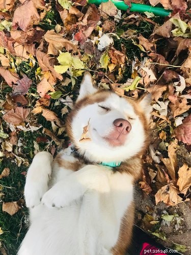 Top Dog Photos from the #ModelChallenge: A Showcase of Canine Style