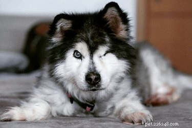 Top Dog Photos from the #ModelChallenge: A Showcase of Canine Style