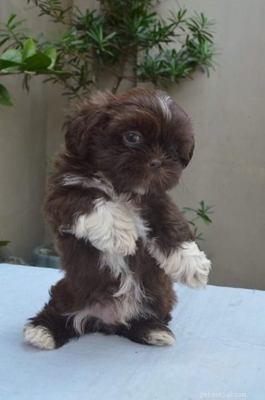 Top Dog Photos from the #ModelChallenge: A Showcase of Canine Style